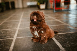 is tile flooring right for homes with pets (1)