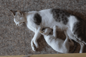 is tile flooring right for homes with pets (2)
